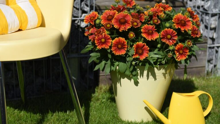 Gaillardia ‘SpinTop Yellow Touch Dummen Orange featured image