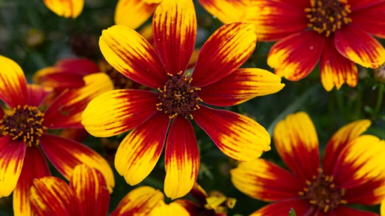 Coreopsis ‘Sunstar Orange Terra Nova Nurseries 1