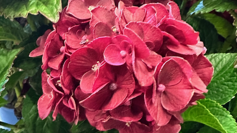 FEATURED VanBelle Cherry Go Round Hydrangea