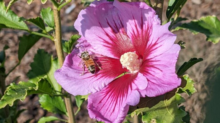 A pollen covered bee on a purple petal of a hibiscus flower