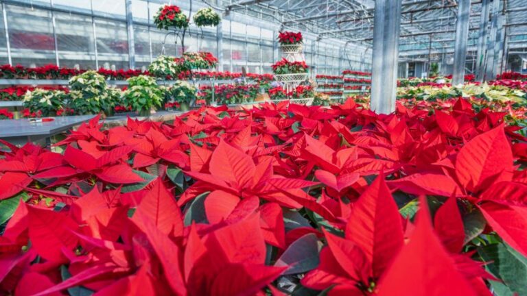 A greenhouse full of red and white poinsettias for the Christmas and holiday season