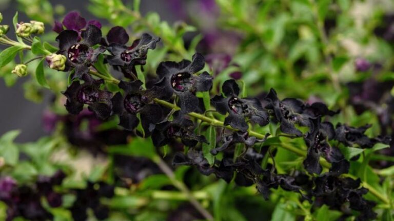 Angelonia AngelFlare Black from Ball FloraPlant