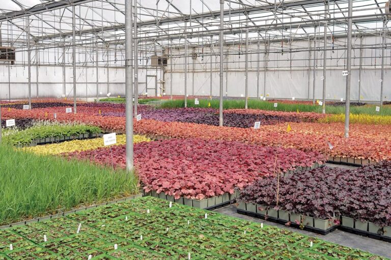 At its Norval Ontario facility Sheridan Nurseries grows annuals perennials and vines and propagates nursery stock liners