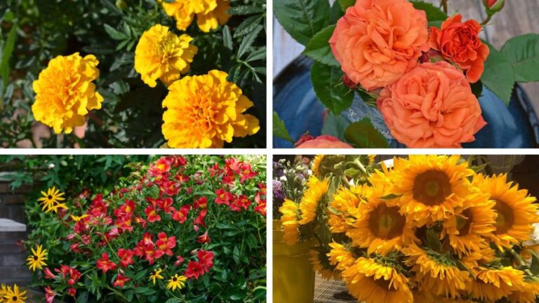 Thanksgiving holiday flower options