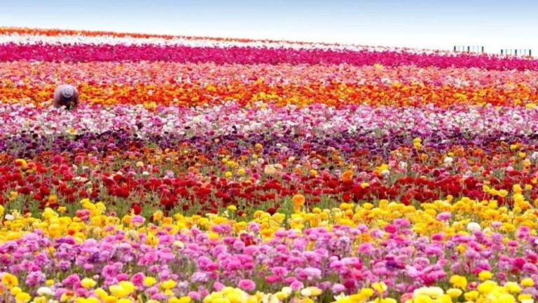 Beautiful colorful flowers in the field specialty crops MaxFX