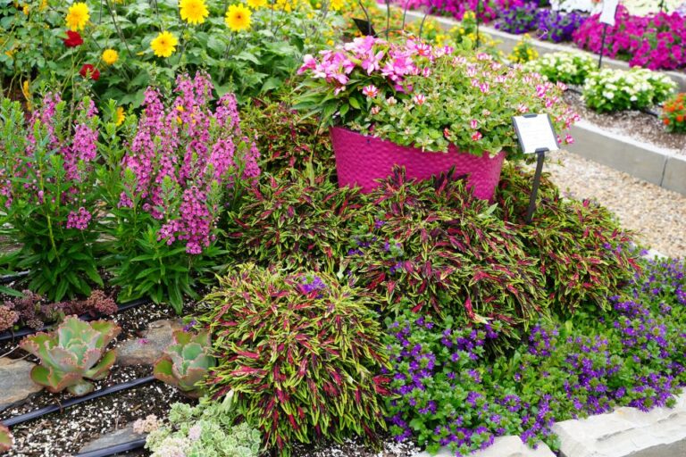 Coleus TerraScape All that Jazz Youngs Plant Farm 2024