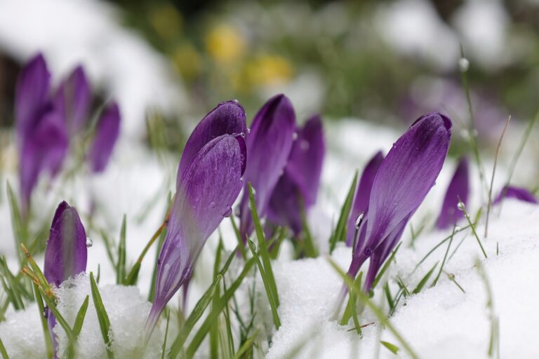 crocuses in snow