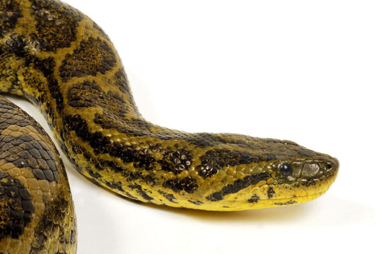 green anaconda