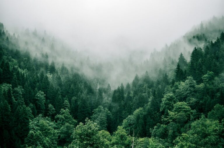 forest and fog