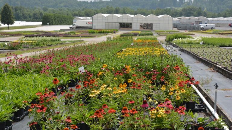 Quality Greenhouse Head Annual Grower Chris Wallen says the company significantly expanded its early spring crop production
